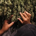 The Role of Cannabis Stores in the Legalization Movement