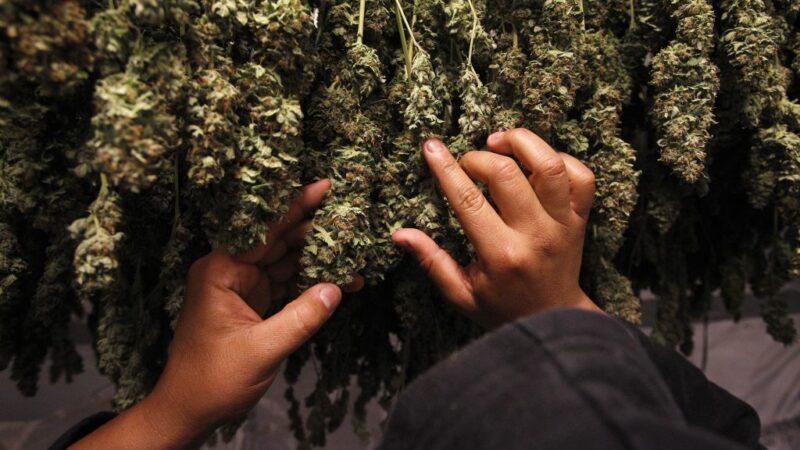 The Role of Cannabis Stores in the Legalization Movement