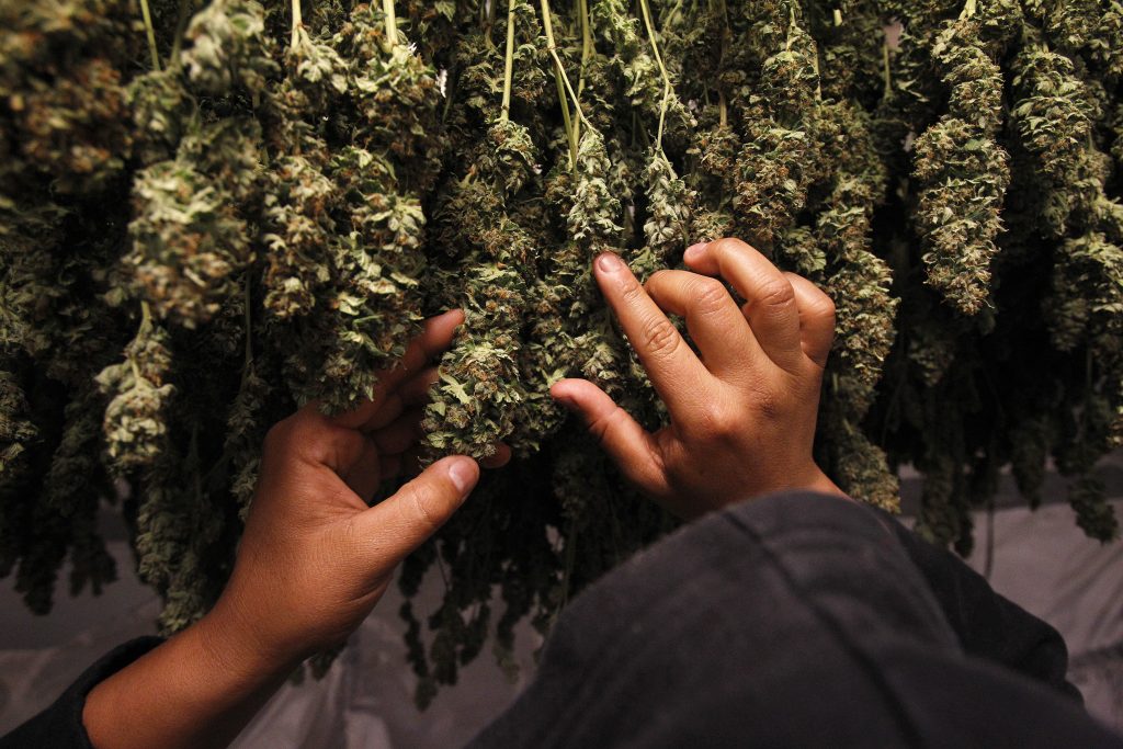The Role of Cannabis Stores in the Legalization Movement