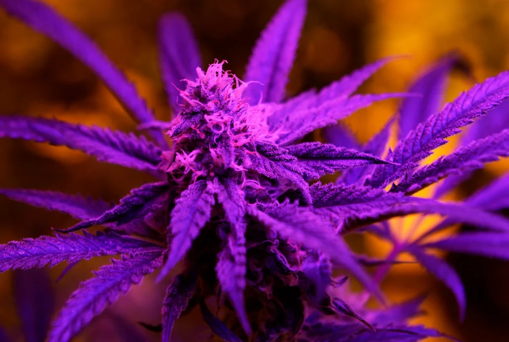 dispensary near me
