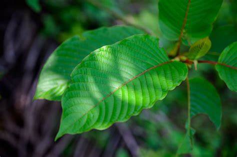 your health magazine reviewed best kratom strains
