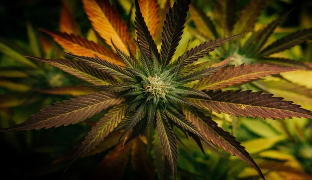 best delta 8 flower